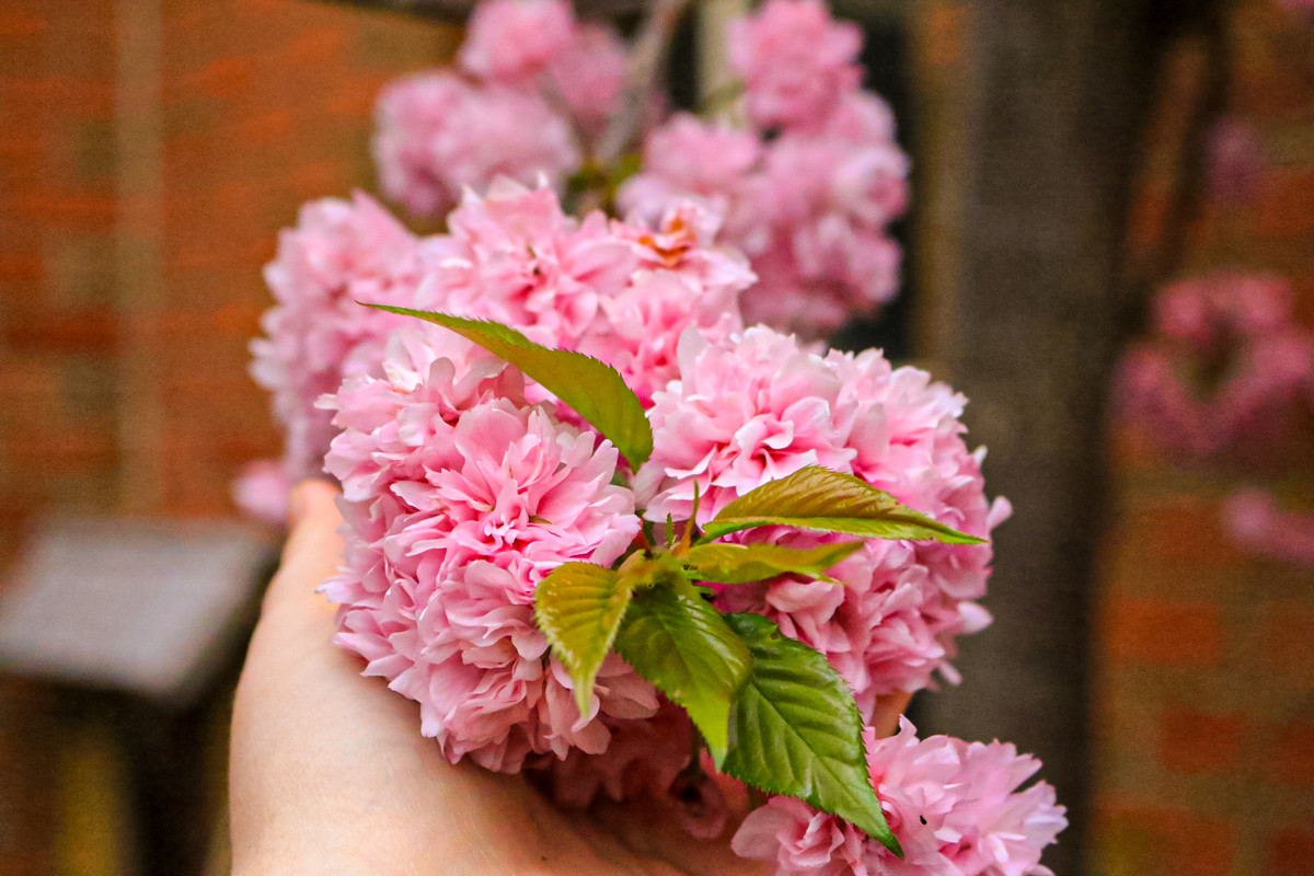 Cherry Blossoms before the Foliage