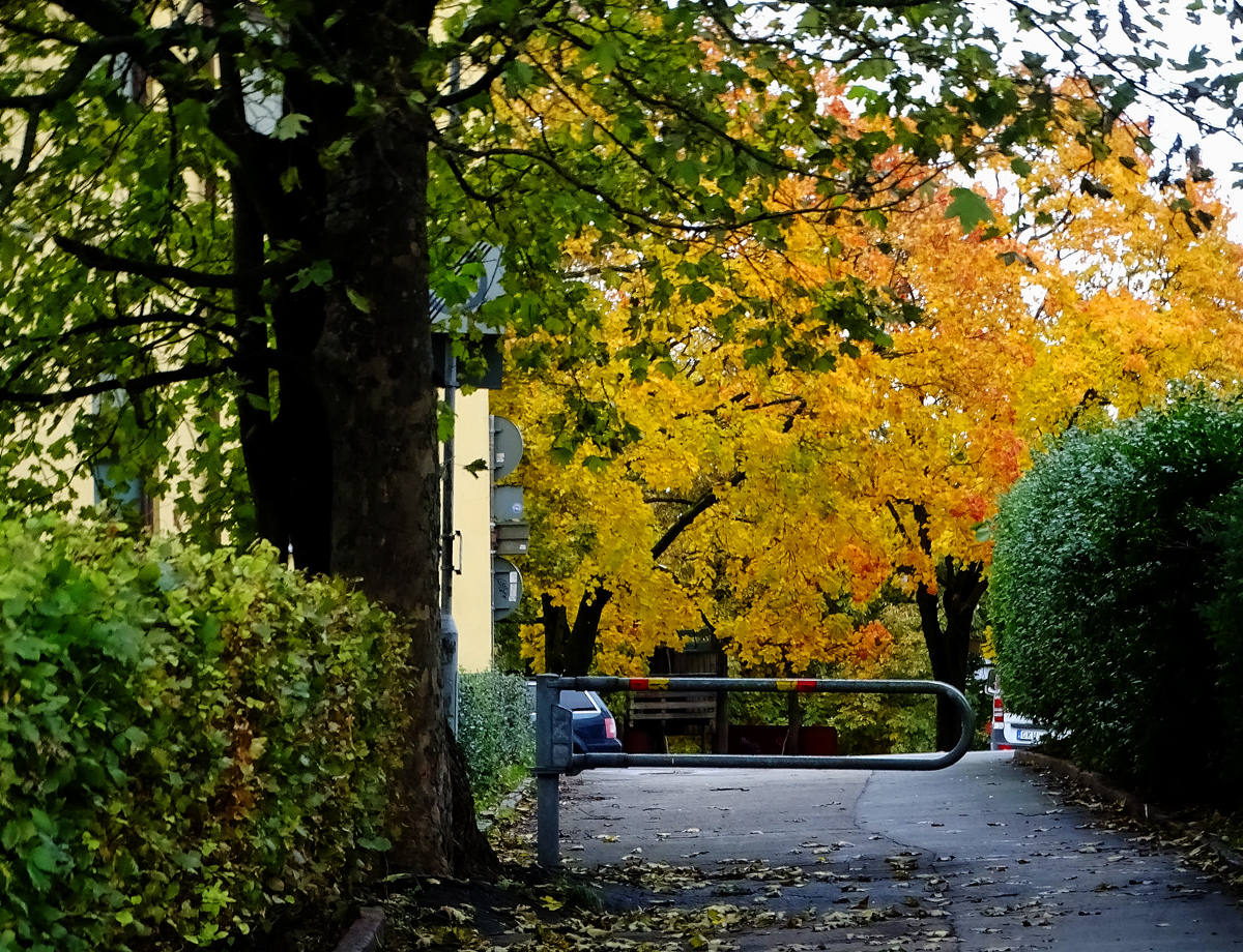 Golden Tree