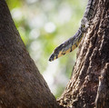 Goanna up a Gum Tree