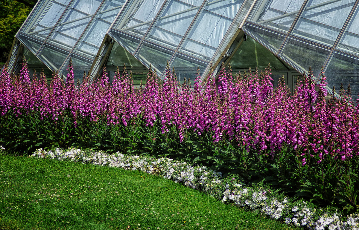 Foxgloves Outside the Hothouse