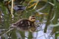 Little Ducky