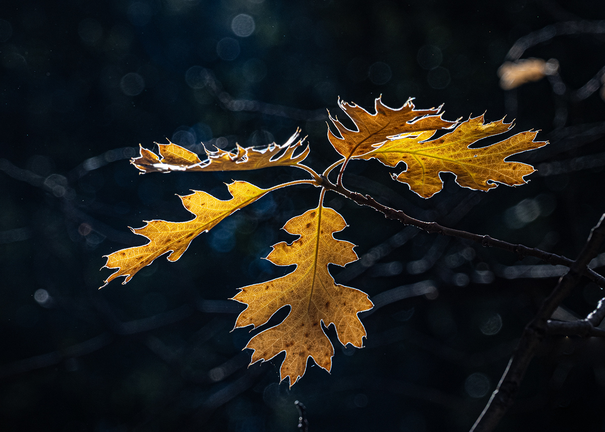 Autumn leaves