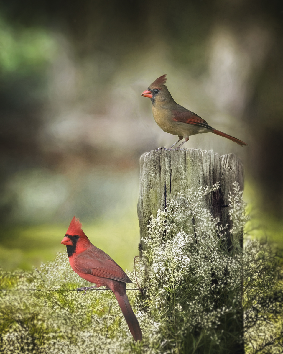 Meeting In The Meadow