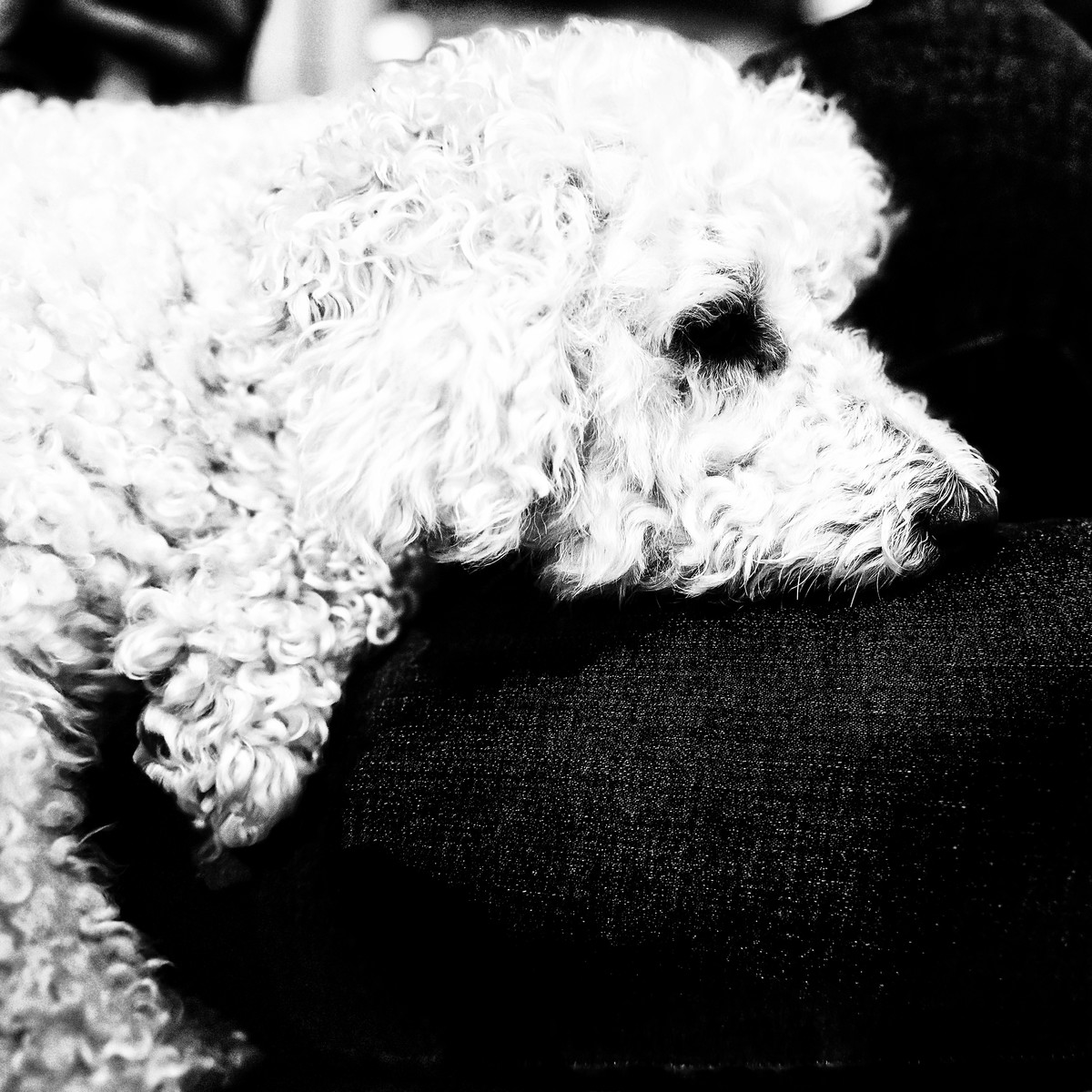 dogs are…