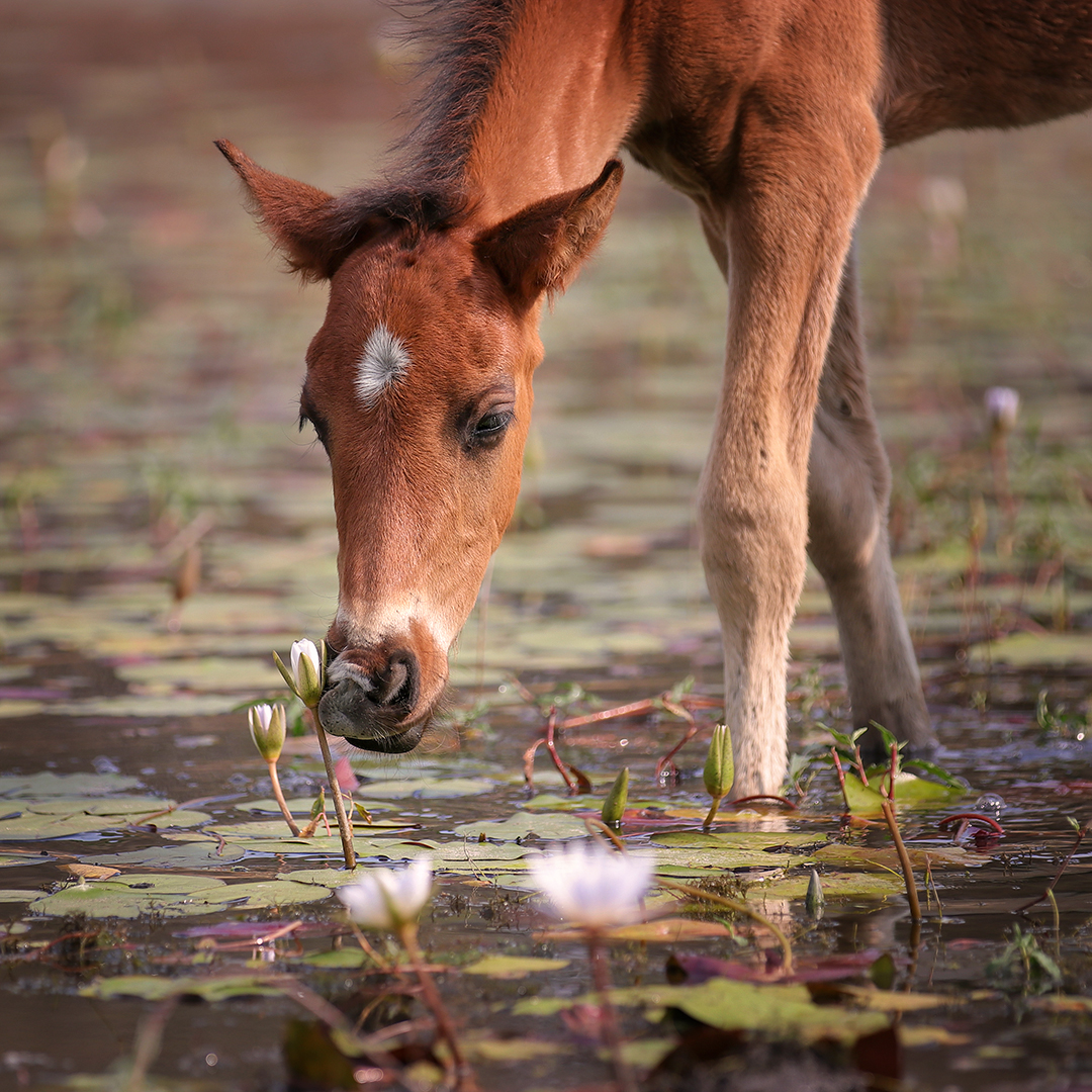 Waterlillies are the next best thing since sliced bread