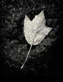 Fallen