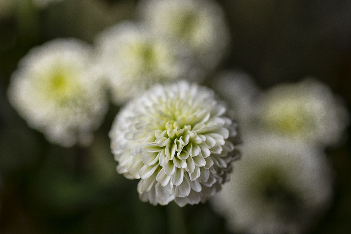 White flowers
