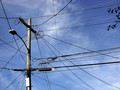 No shortage of wires / In an electrified world / But the birds are gone