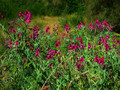 soft tendrils entwine, fragrance floats on gentle breeze, sweet peas growing wild