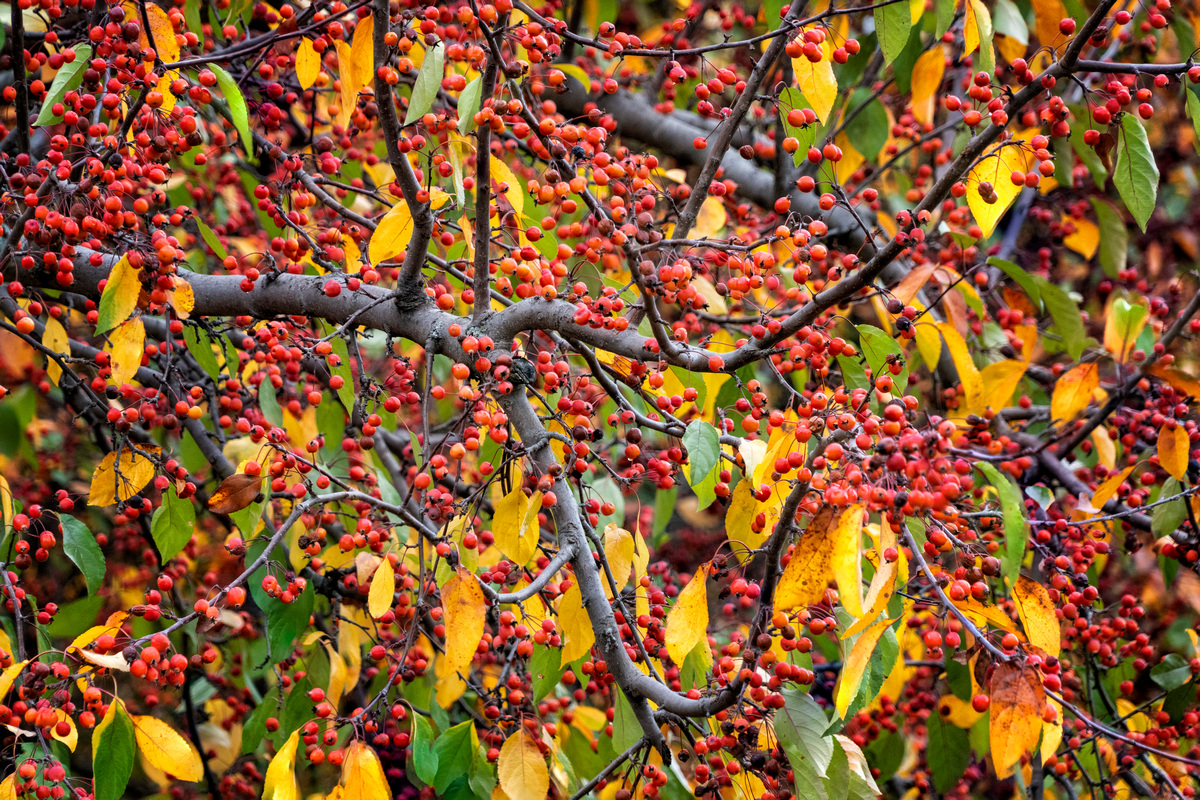 Crabapple autumn / exhilarates the senses - / harvest festival