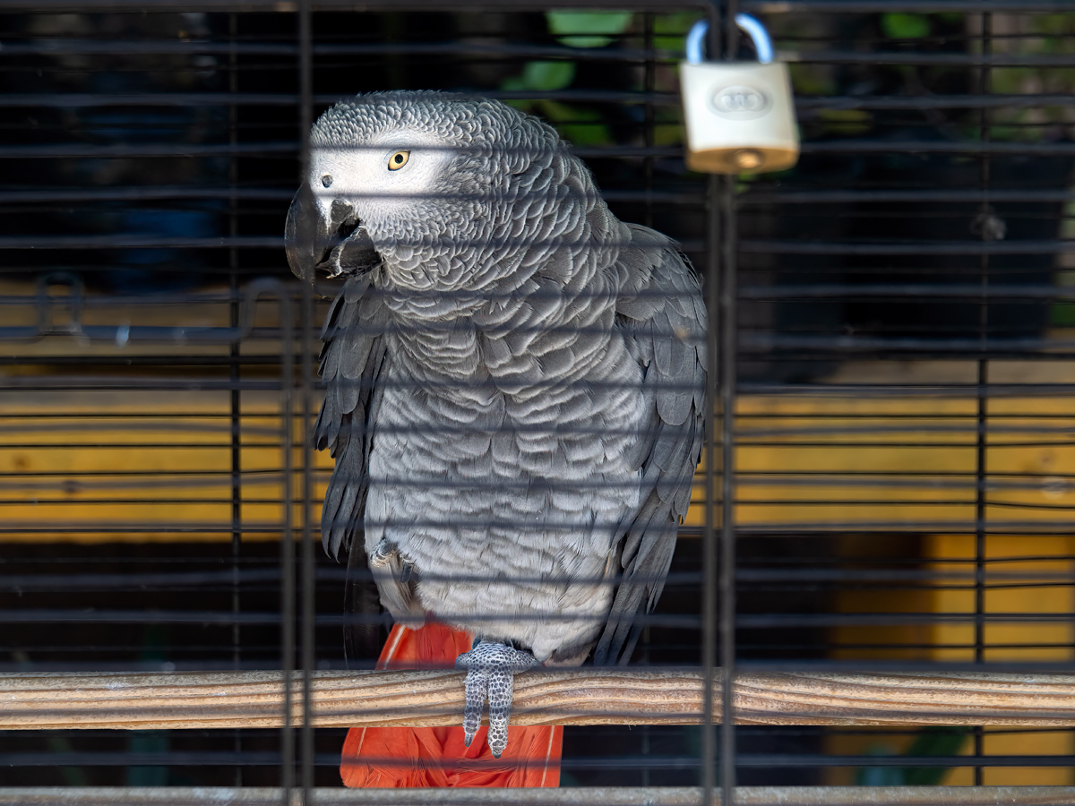 Trapped behind bars / Freedom out of reach / Caged bird dreams of flight