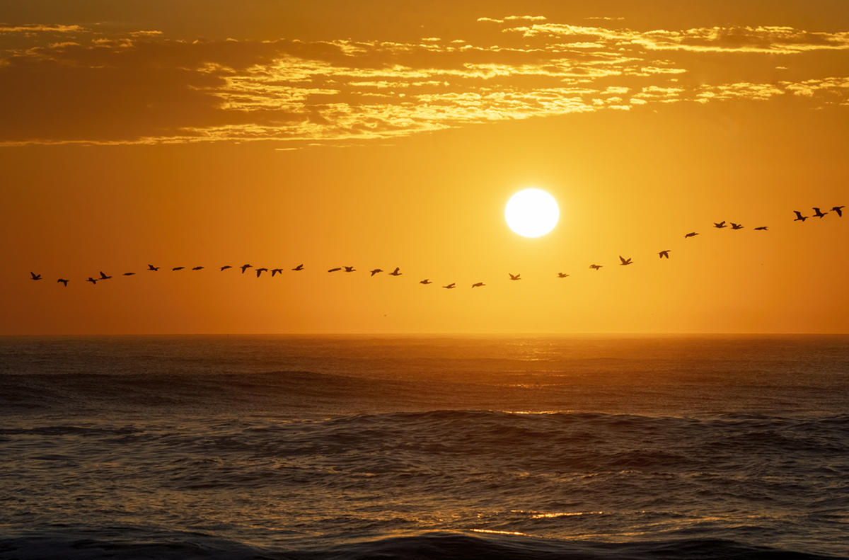 waves kissing ankles / retreat as birds advance south / for a brighter sun