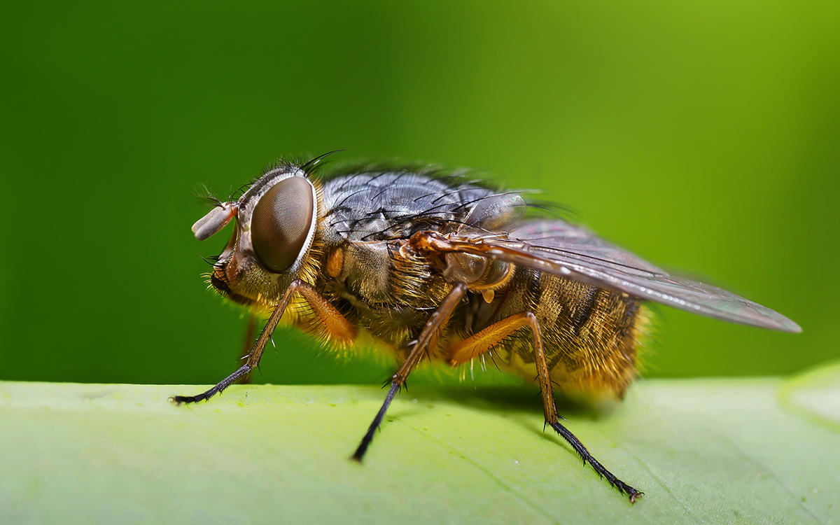 flies make me happy / when i capture their beauty / is that a bit weird?