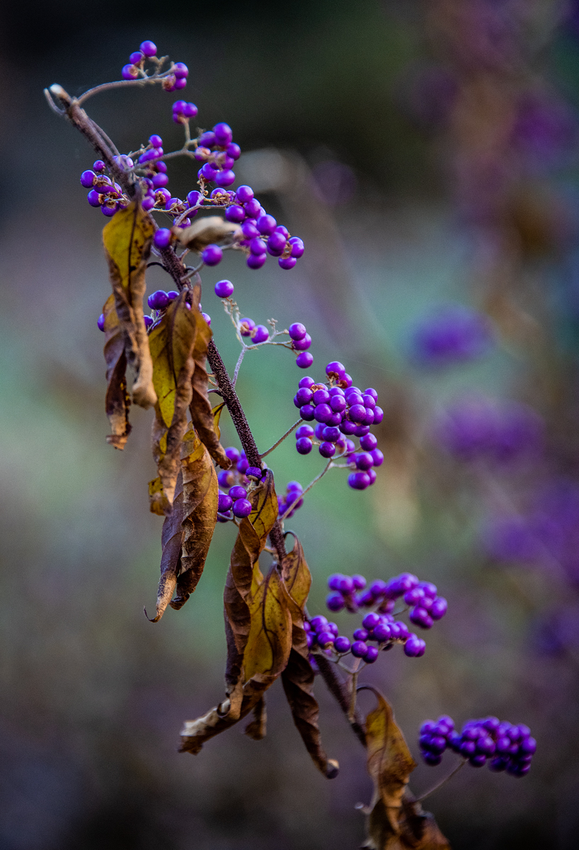 Purple berries now/ Autumn chill begins again/ Visual haiku