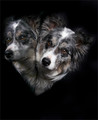 They call me Cerberus