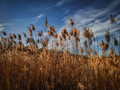 Phragmites, Late November