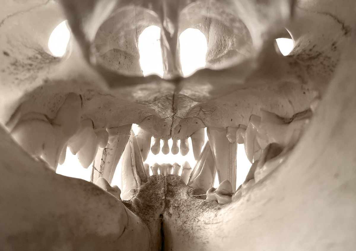 Inside the lion's head