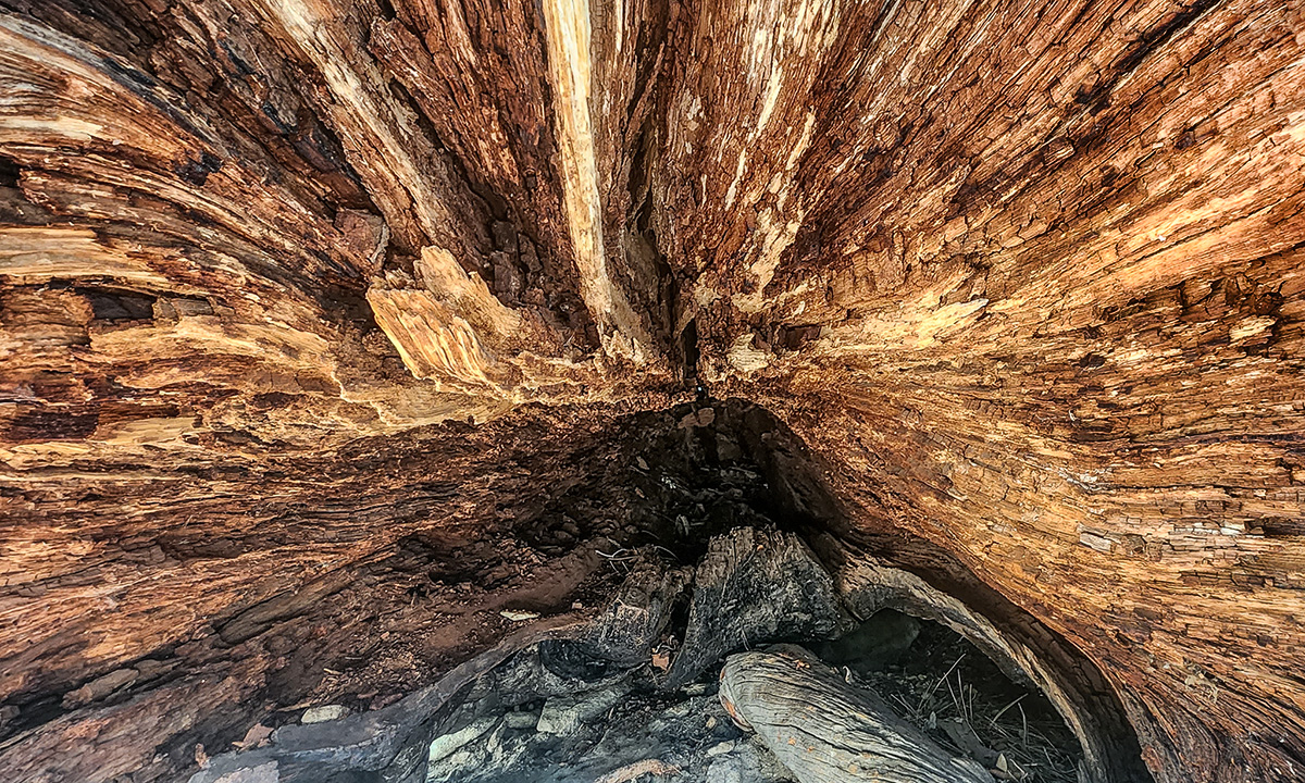 Fallen tree