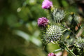 A Joyful Weed