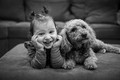 Best Friends 