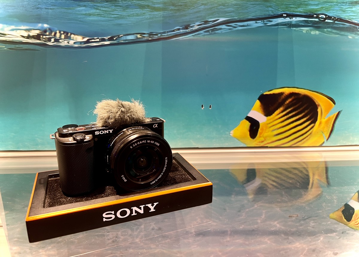 Sony with Fish