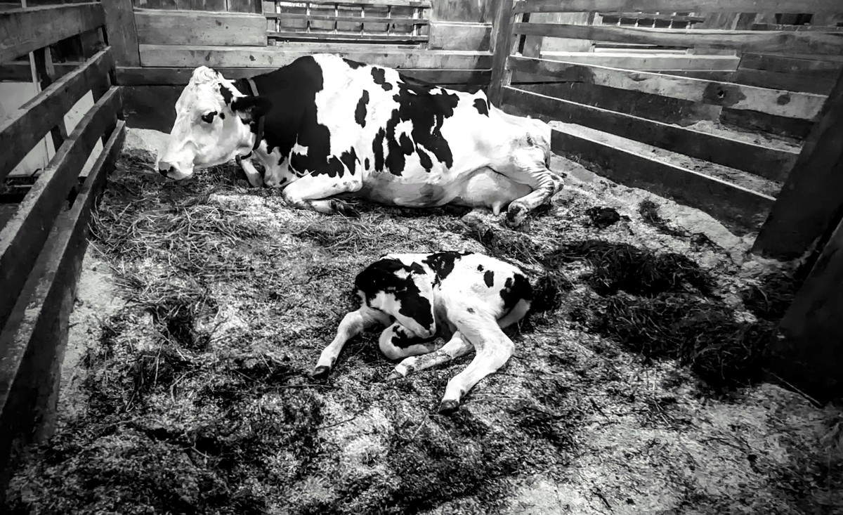Mother and Calf (and black and white)