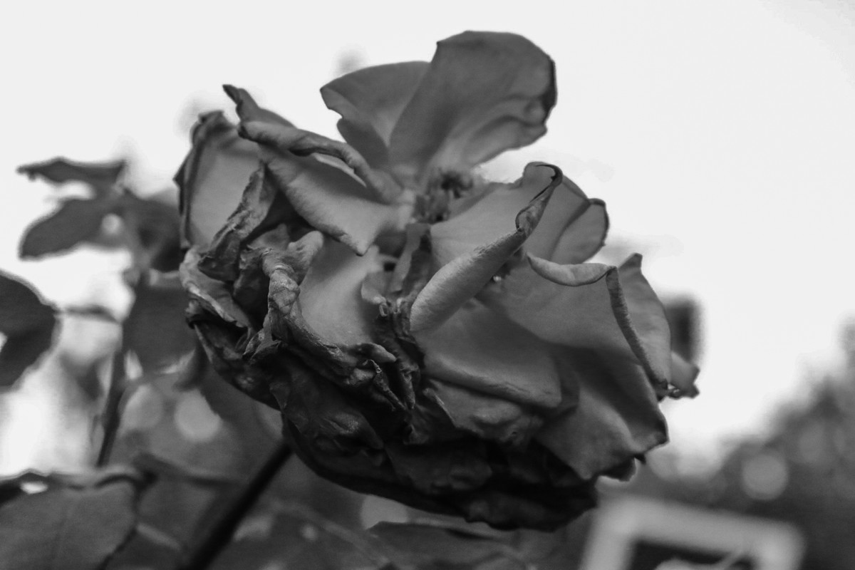 Even Beauty Fades By Barrett bear DPChallenge