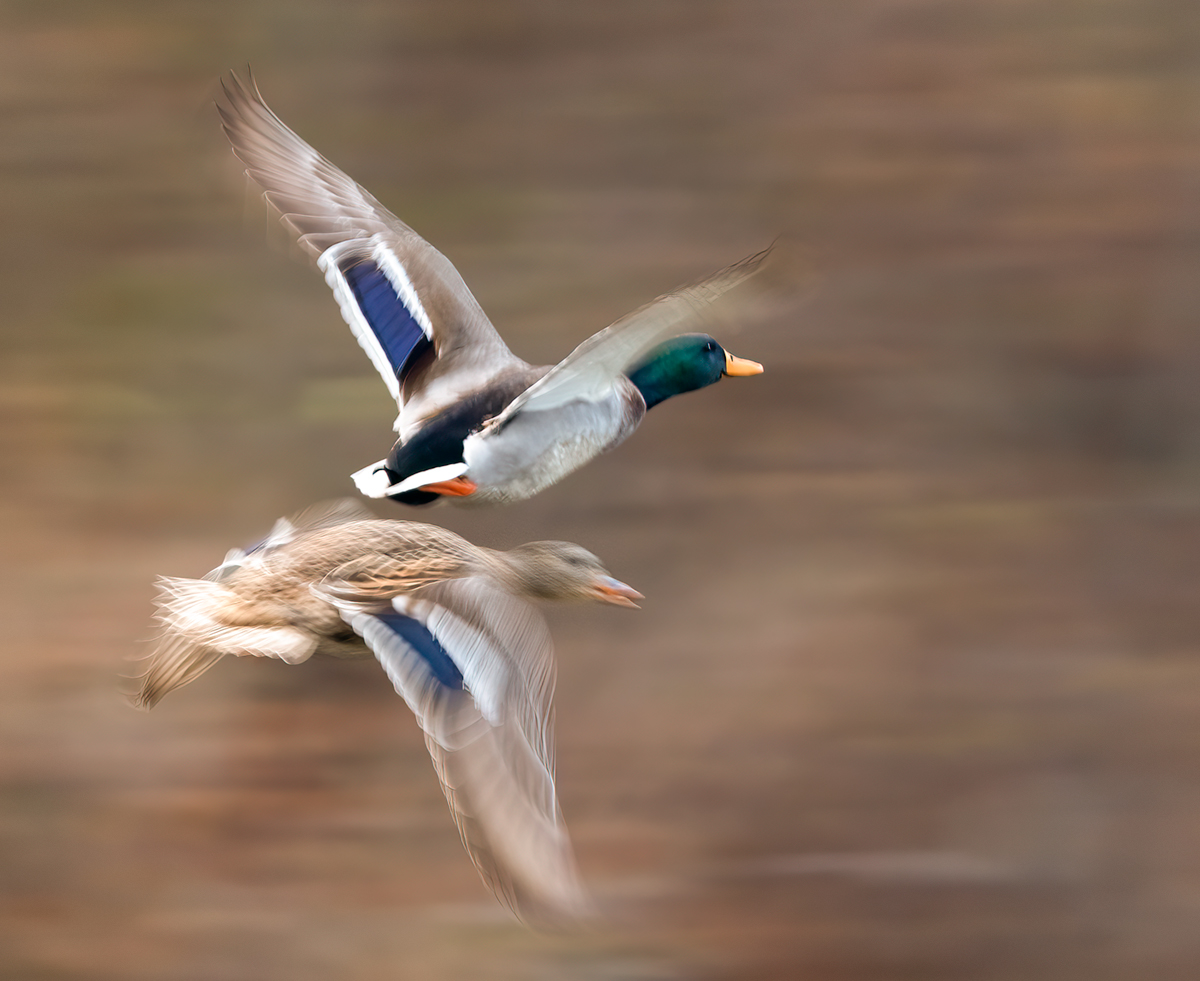 Male and Female