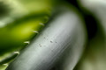 Aloe vera, for her love of plants and macros