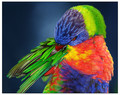 Rainbow Lorikeet Up-close