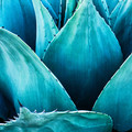 Agave