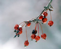 Cerises Glaces 