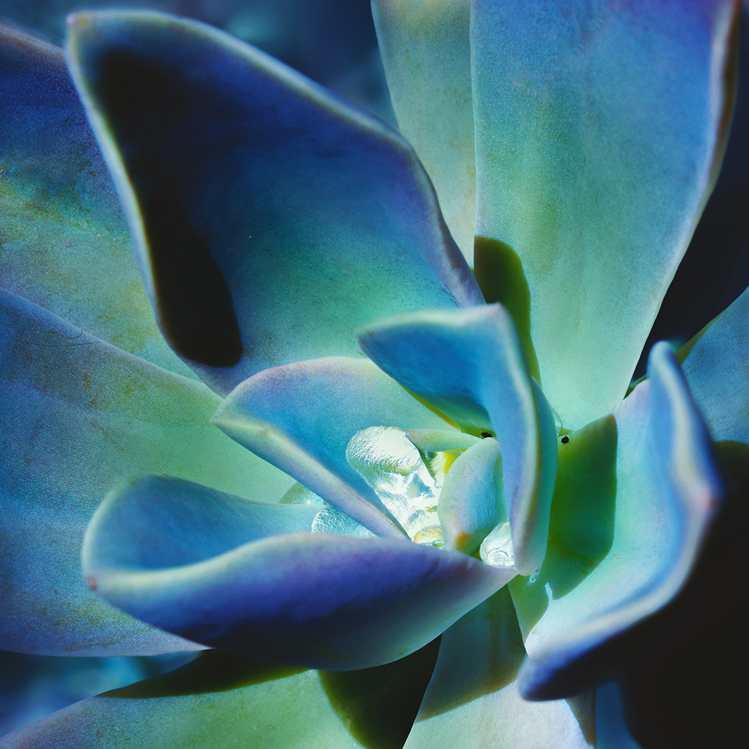 Blue Echeveria with a teardrop