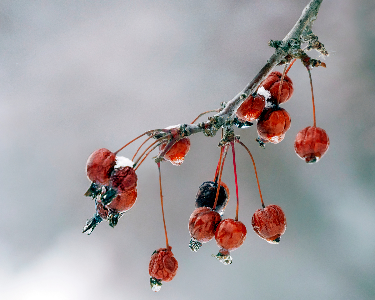 Cerises Glacées 