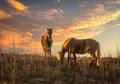 Extended Free Study - Wild Horses