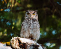 Lesser Horned Owl