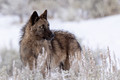 Yellowstone Wolf