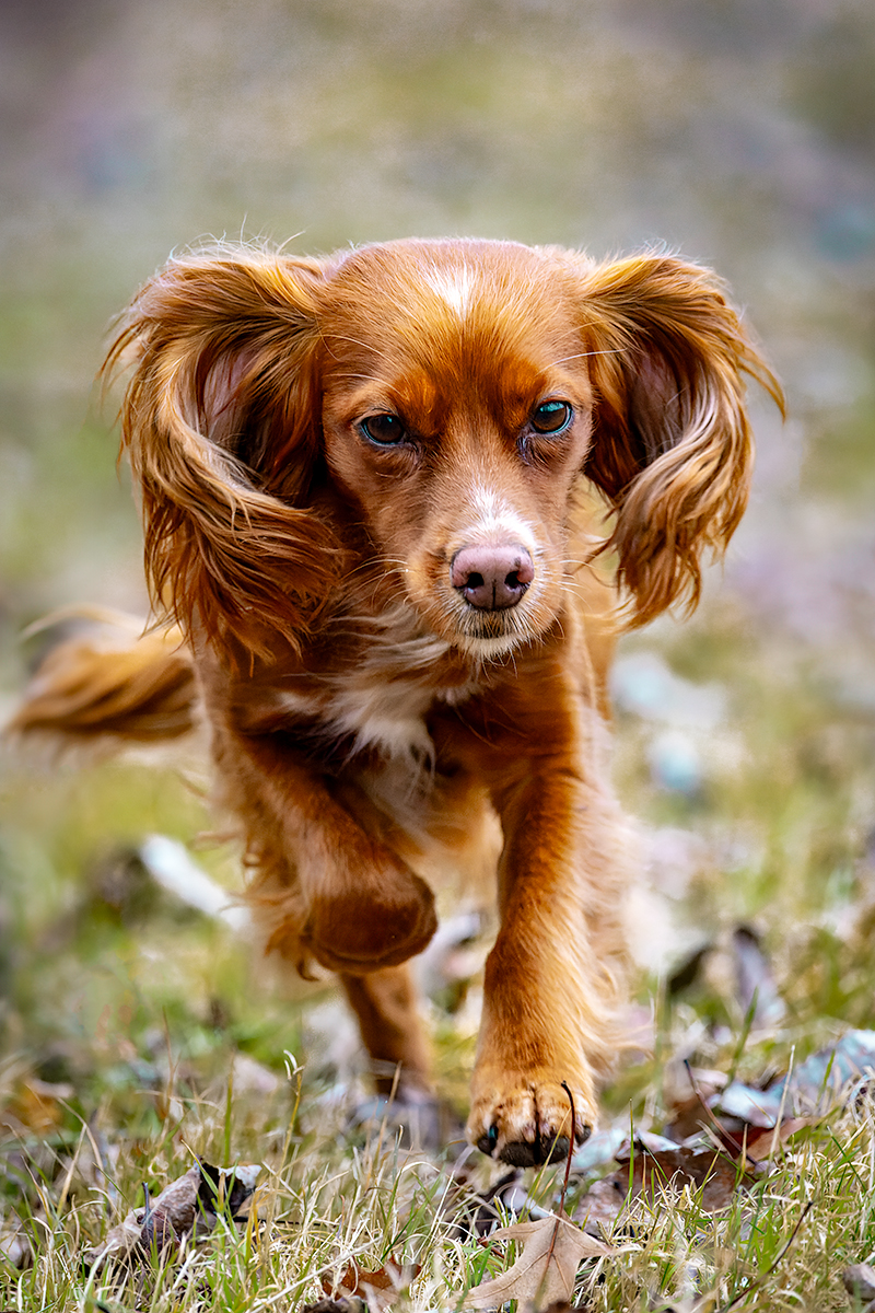 Those ears