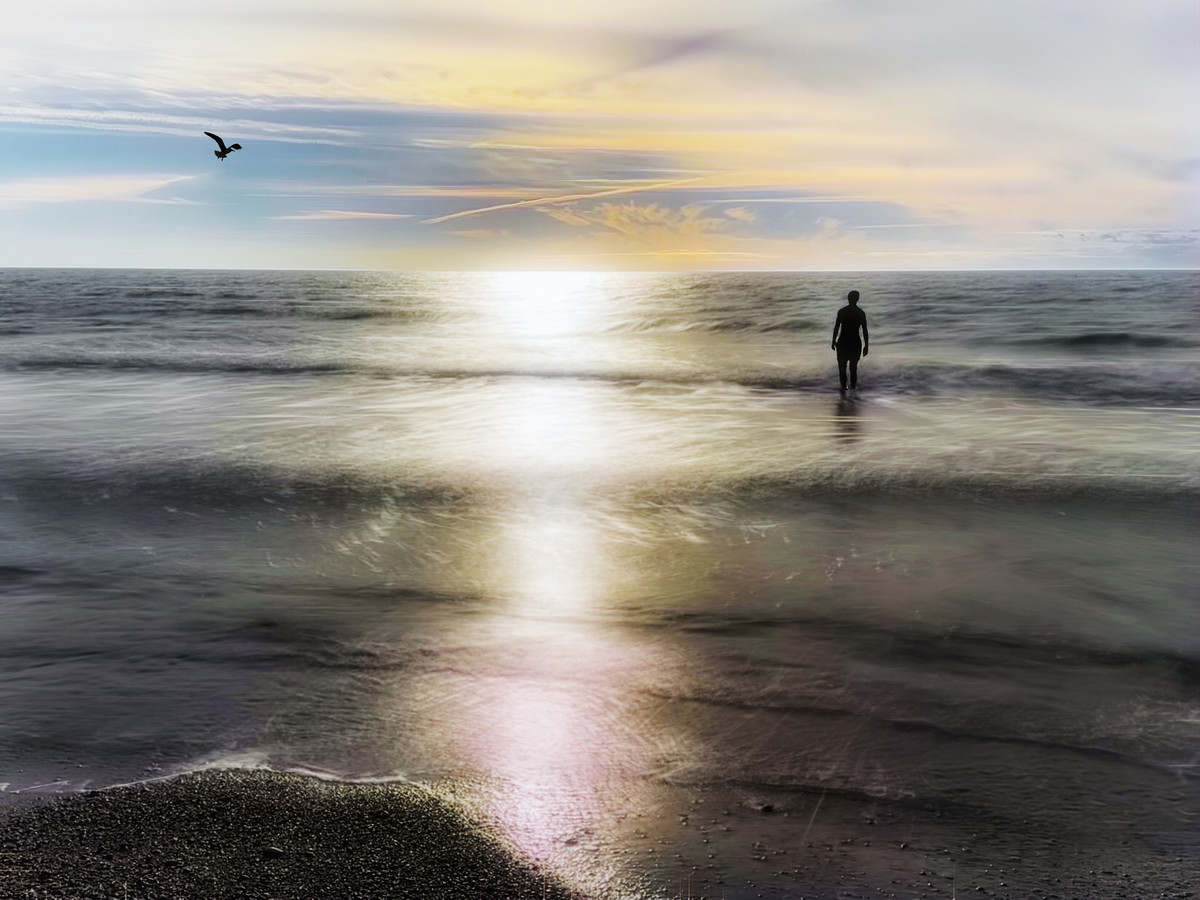 The Silhouette and the Seabird 