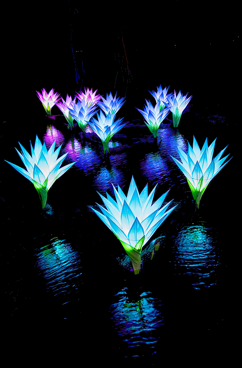 Luminous Water Lilies