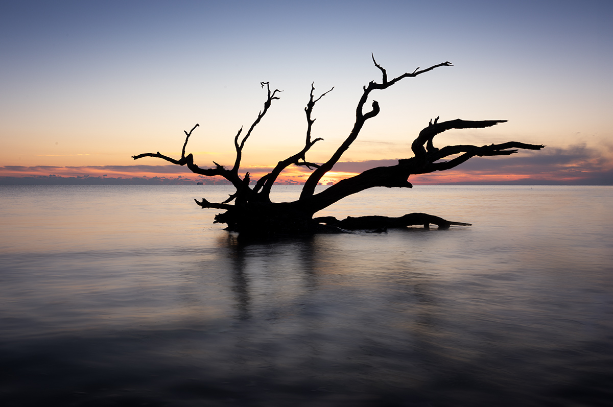 First Light on Driftwood Beach