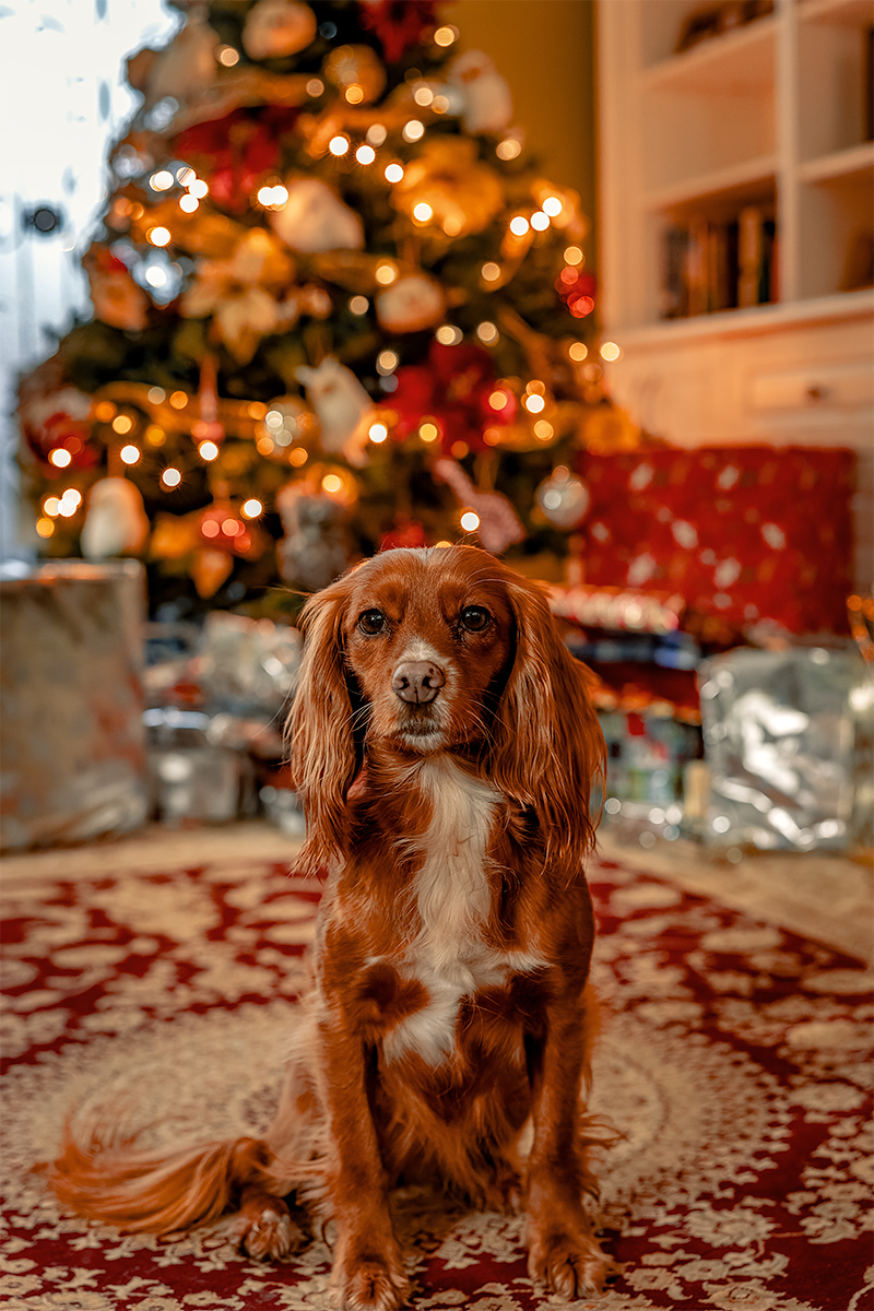 Santa Paws