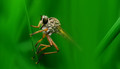 find more insects to photograph