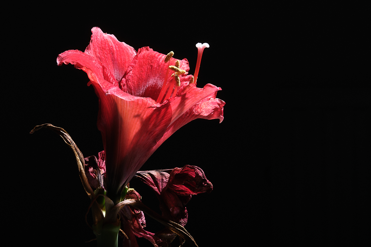A burst of red
