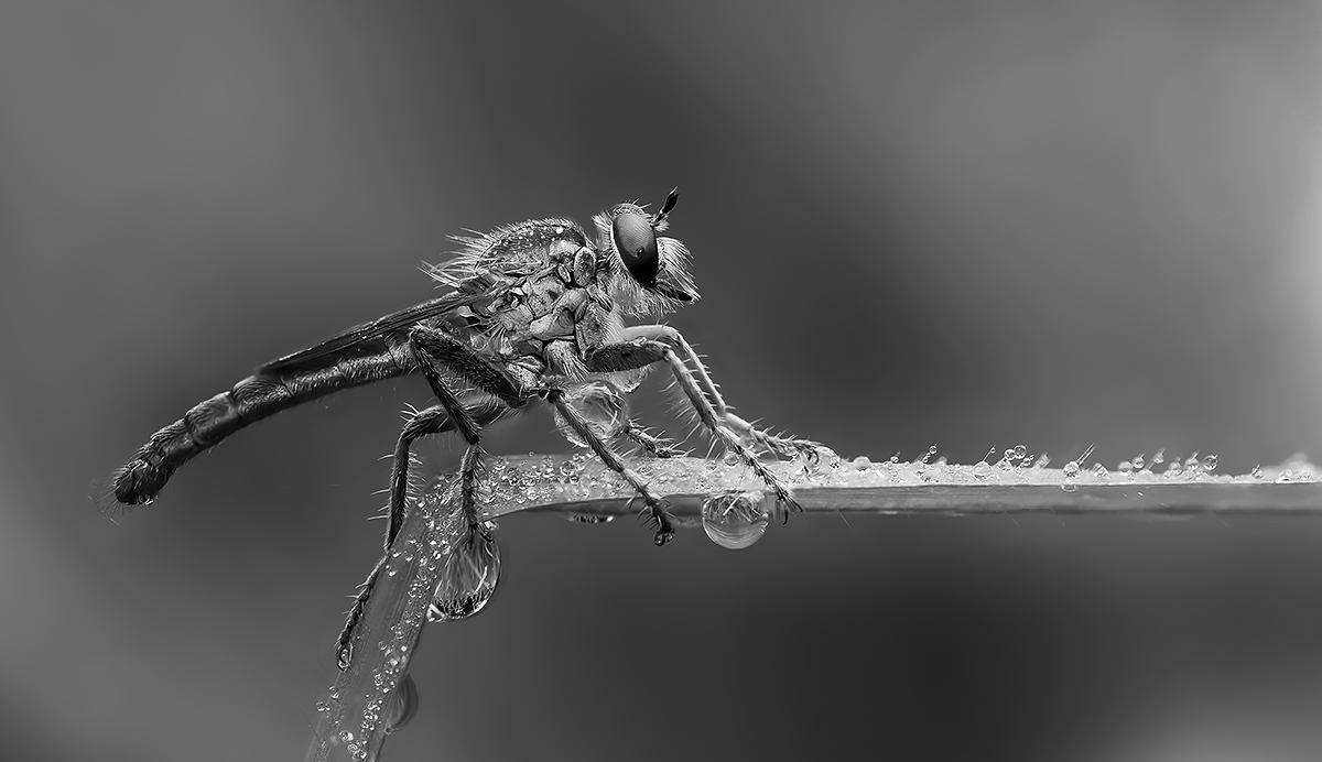 Robberfly with raindrops
