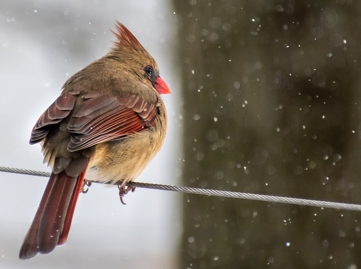 unimpressed female cardinal