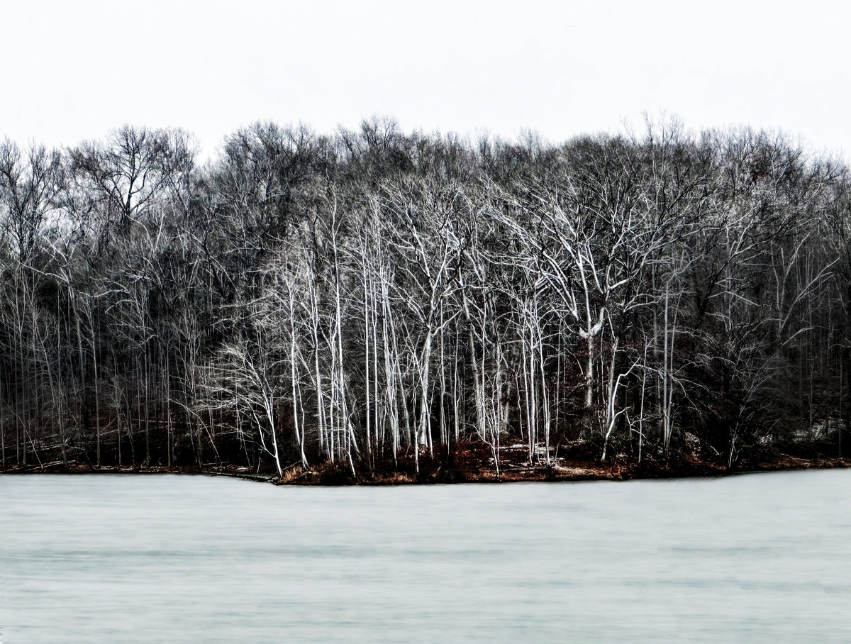 The Skeleton Trees