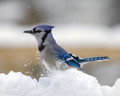 First Snow Of The Winter