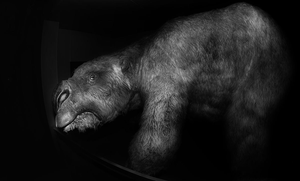 Diprotodon - now extinct