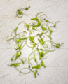 The Remains of the Peas